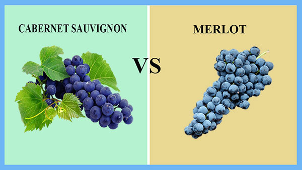 Cabernet Sauvignon và Merlot
