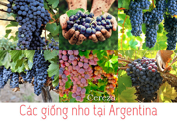 các loại nho tại vùng Argentina