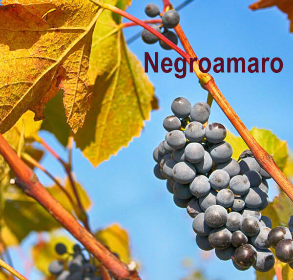 nho Negroamaro