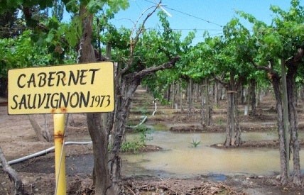 vùng trồng nho Cabernet Sauvignon