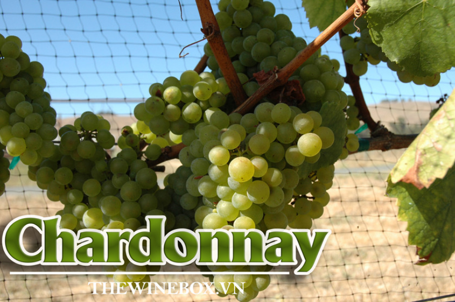 Khám phá giống nho Chardonnay nổi tiếng hàng đầu thế giới 35