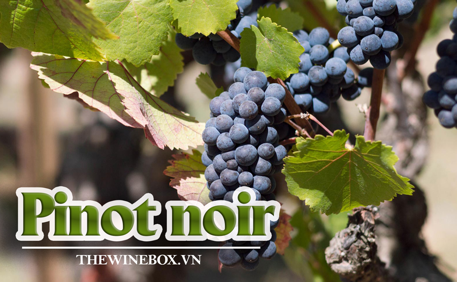 giống nho pinot noir