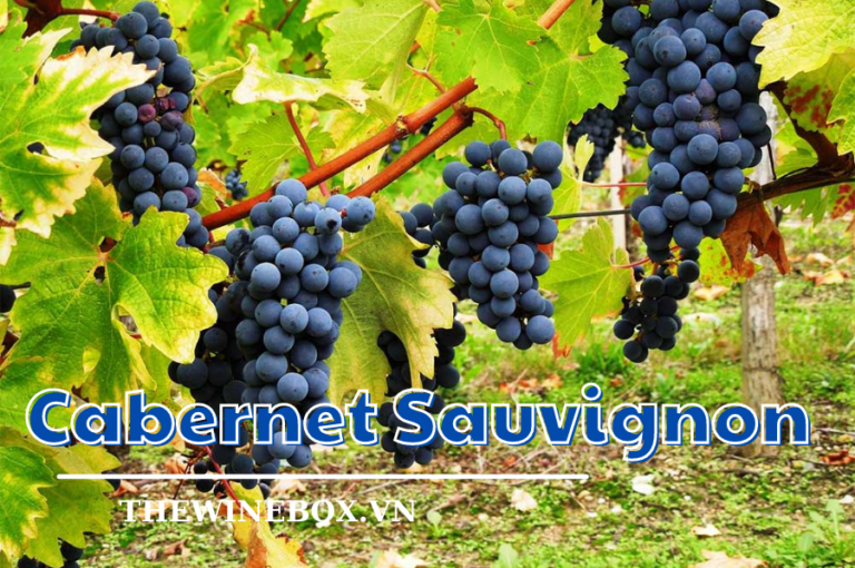 Giống nho nổi tiếng nhất thế giới - Cabernet Sauvignon